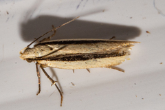 Kiwaia monophragma