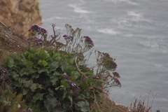 Limonium perezii