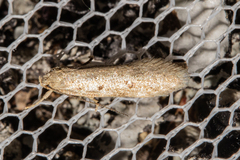 Atomotricha