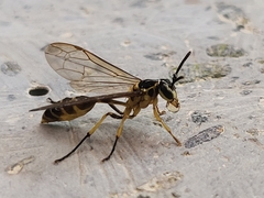 Vespidae