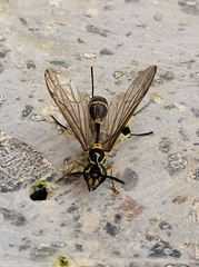 Vespidae