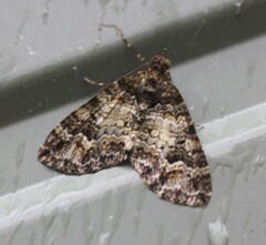 Crasilogia gressitti