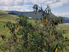 Brugmansia sanguinea