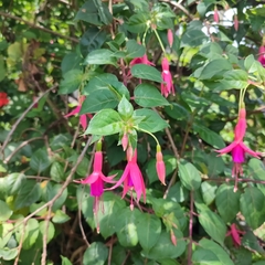 Fuchsia regia