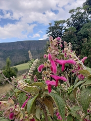Salvia tortuosa