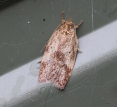 Oligoloba severa