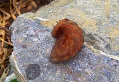 Megalopyginae