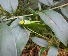 Stilpnochlora thoracica