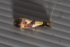 Opogona comptella