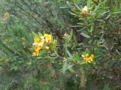 Oxylobium ellipticum