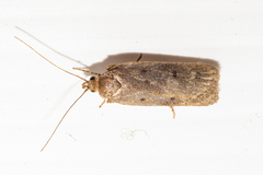 Phaeosaces apocrypta