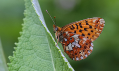 Boloria euphrosyne