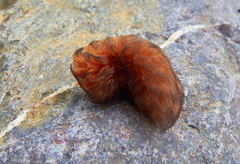 Megalopyginae