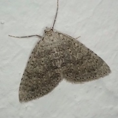 Colostygia multistrigaria