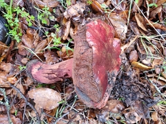 Suillellus amygdalinus