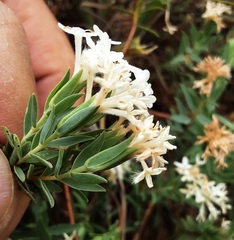Pimelea glauca