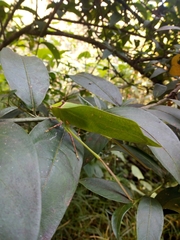 Stilpnochlora thoracica