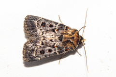 Proteuxoa sanguinipuncta