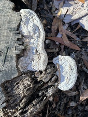Trametes gibbosa