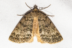 Pseudocoremia indistincta