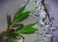 Pimelea glauca