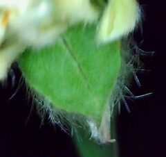 Pimelea glauca