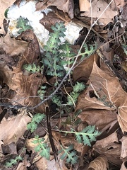 Polymnia canadensis