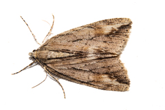 Pseudocoremia lupinata