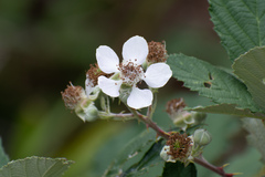 Rubus fruticosus
