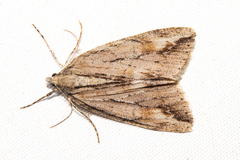 Pseudocoremia lupinata