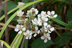Rubus fruticosus