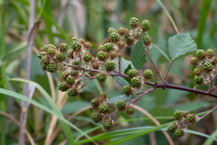Rubus fruticosus
