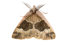 Pseudocoremia pergrata