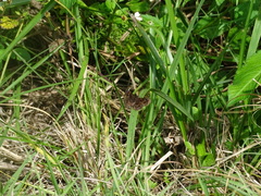 Staphylus hayhurstii