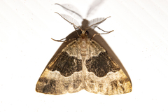 Pseudocoremia pergrata