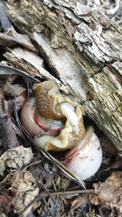 Megalobulimus oblongus