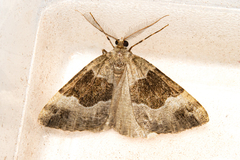 Pseudocoremia pergrata