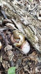 Megalobulimus oblongus