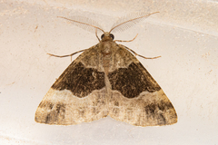 Pseudocoremia pergrata
