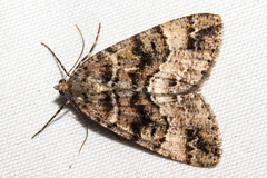 Pseudocoremia productata