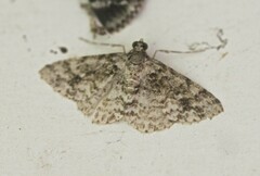 Myrioblephara desumpta