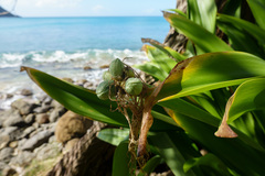 Hymenocallis caribaea