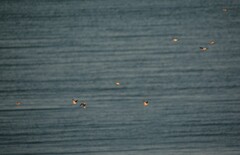 Calcarius lapponicus