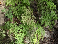 Adiantum tenerum