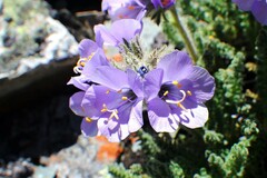 Polemonium viscosum