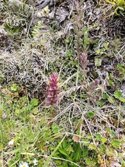 Neobartsia