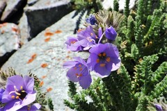 Polemonium viscosum