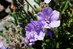 Polemonium viscosum