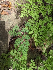 Adiantum tenerum