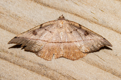 Sarisa muriferata